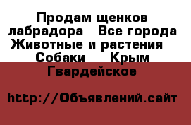 Продам щенков лабрадора - Все города Животные и растения » Собаки   . Крым,Гвардейское